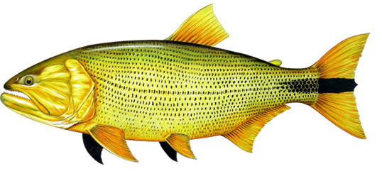 Peixe Dourado
