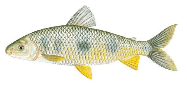 Peixe Piapara